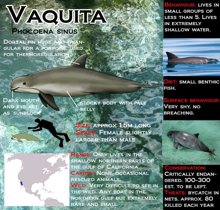 A la découverte du dauphin le plus petit au monde la vaquita