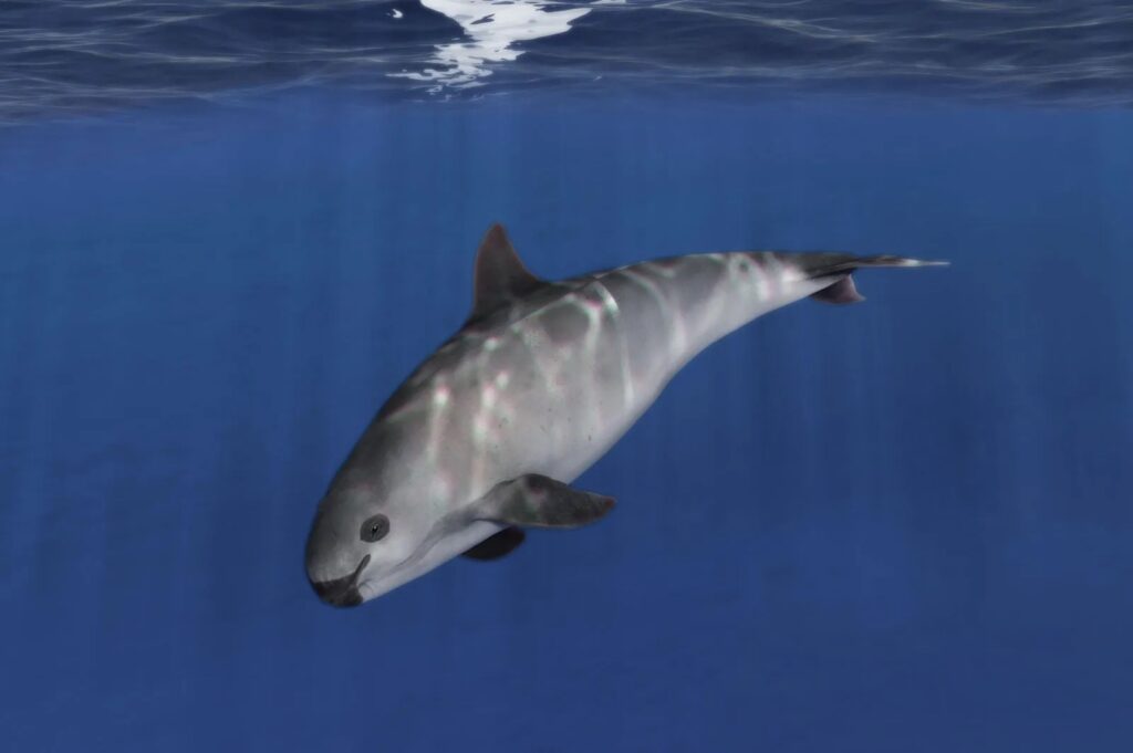 Vaquita une espèce en danger