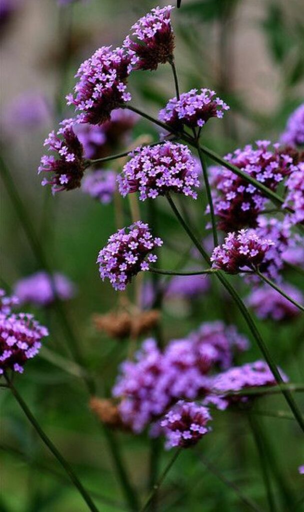 Verbena Bonariensis ( verveine)
