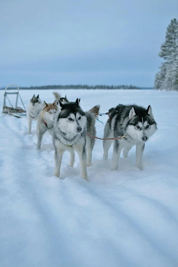 Les huskys magnifiques chiens de traineaux