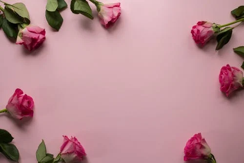 Boutons de rose