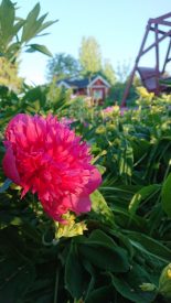 Happy Midsummer! - Trevlig Midsommar!- Hyvää juhannusta!
