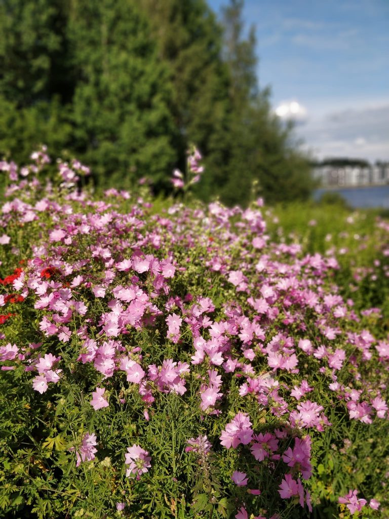 Finlande Les jardins de Kenkävero