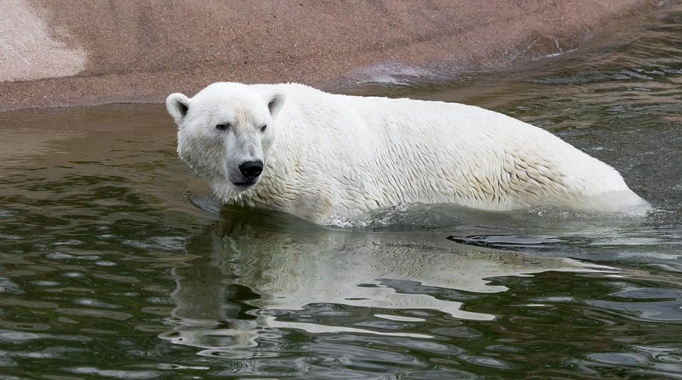 Ours polaire- Zoo de Ranua