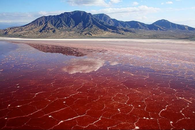 Lac rosed Natron tanzanie afrique