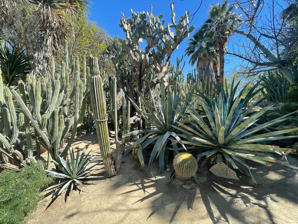 Palm Springs Moorten Botanical Gardens