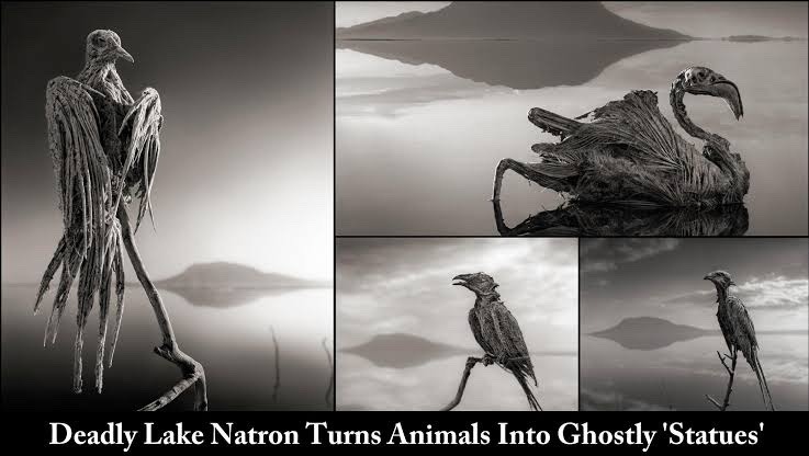 le lac transforme les oiseaux en statues de sel