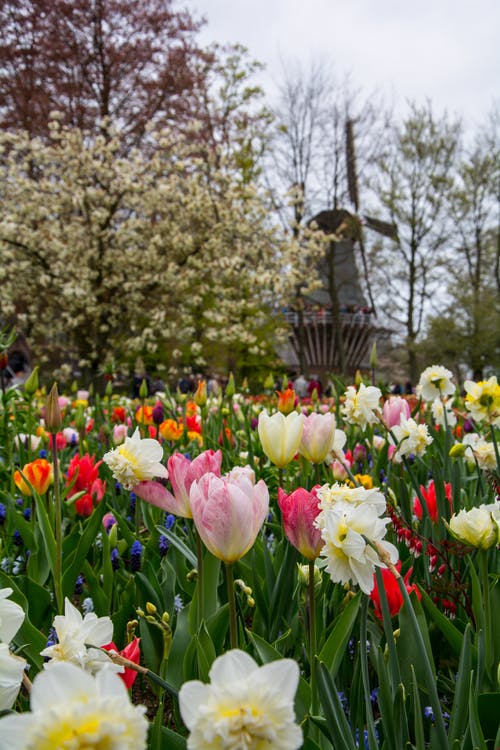 Amsterdam nature en ville