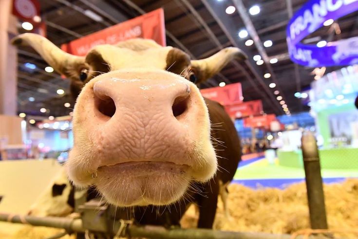salon de l'agriculture 2025 - sortir à paris