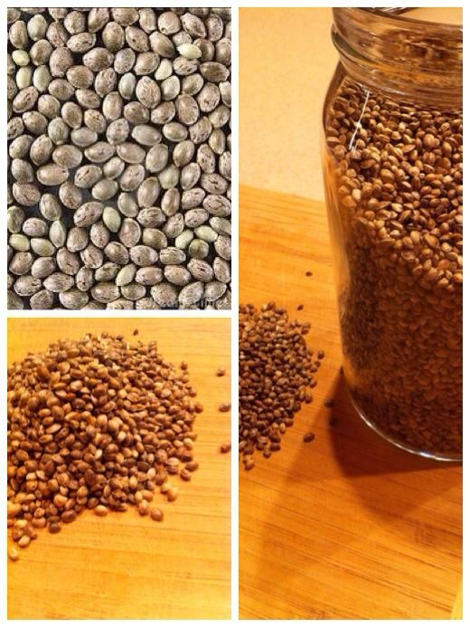 Graines de chanvre, un super aliment . Copyright Supercru