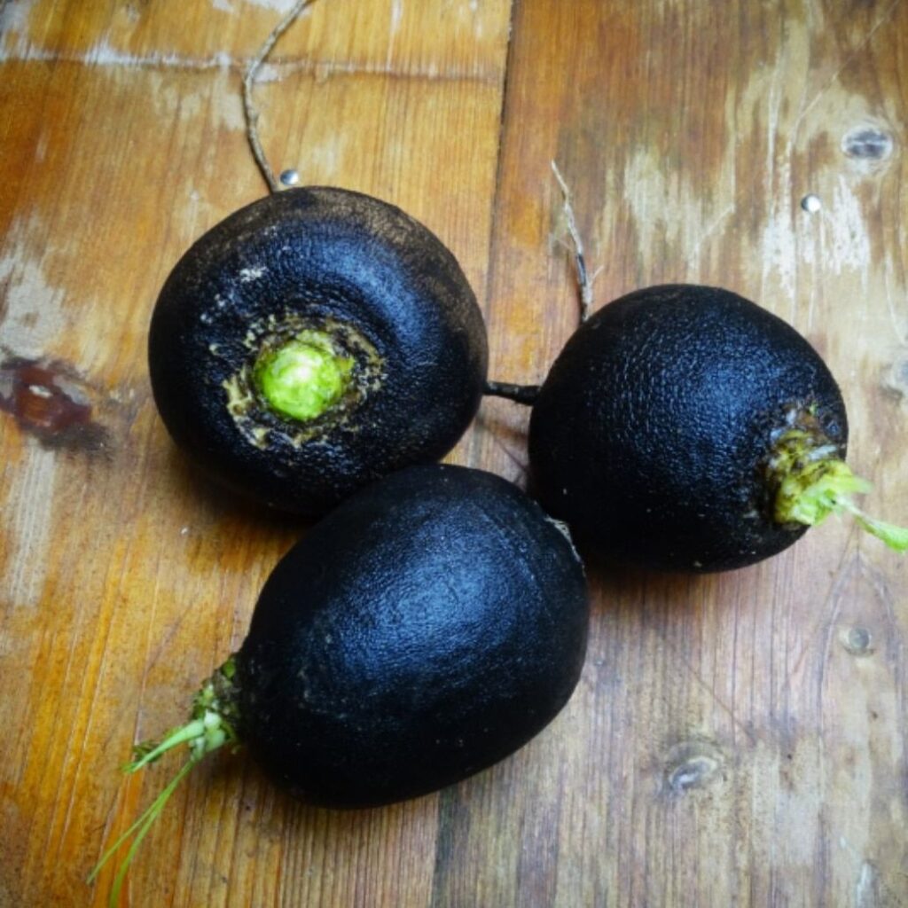 Le radis noir par mangeons local et de saison