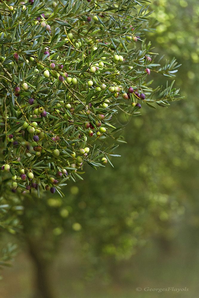 Feuilles d'Olivier copyright Georges Flayol