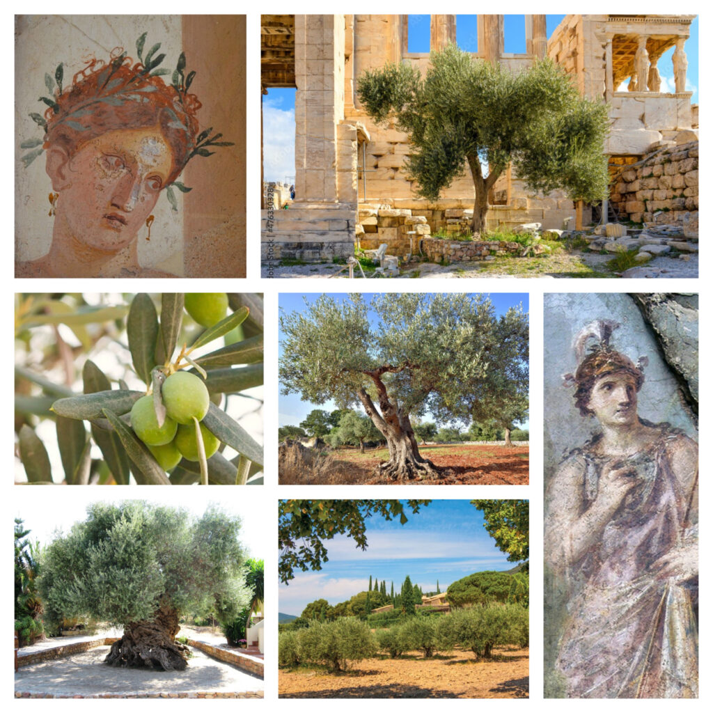 La place primordiale de l'olivier au sein de la mythologie Grecque comme dans la vie des Grecs de l'Antiquité.